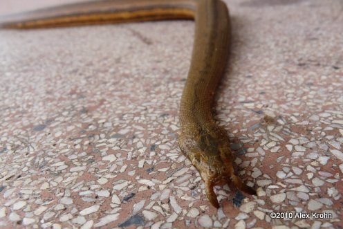 Tentacled Snake trapped in Vietnam (photo courtesy of A