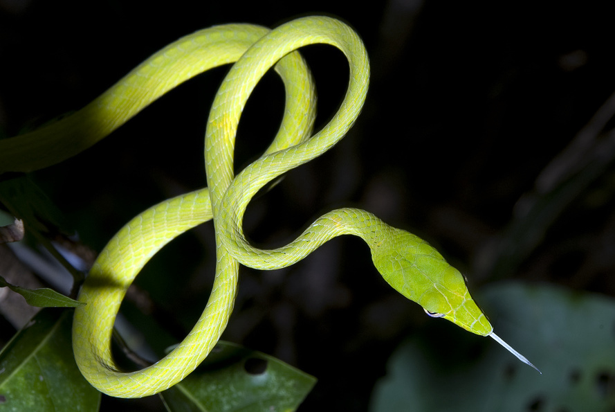 Resultado de imagem para Oriental Whip Snake