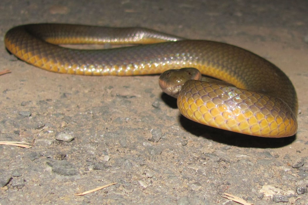 Yellow-bellied Water Snake Rice Paddy Snake Hypsiscopus plumbea Enhydris plumbea งูปลิง thailand