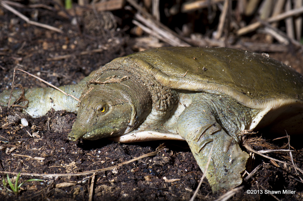 What do soft-shelled turtles eat?