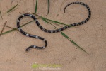 Common Bridle Snake (Dryocalamus davidsonii)