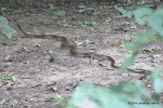 Oriental Rat Snake  Ptyas mucosus