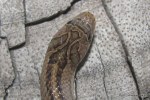 Striped Kukri Snake (Oligodon taeniatus) head view