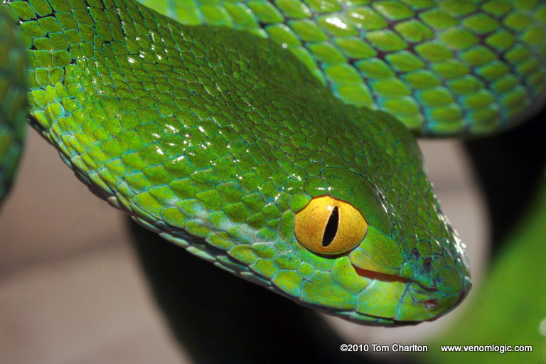 Large Eyed Pit Viper Reptiles And Amphibians Of Thailand