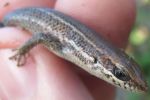 Speckled Forest Skink Eutropis macularia head shot