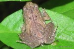 Ornate Narrowmouth Frog Microhyla fissipes