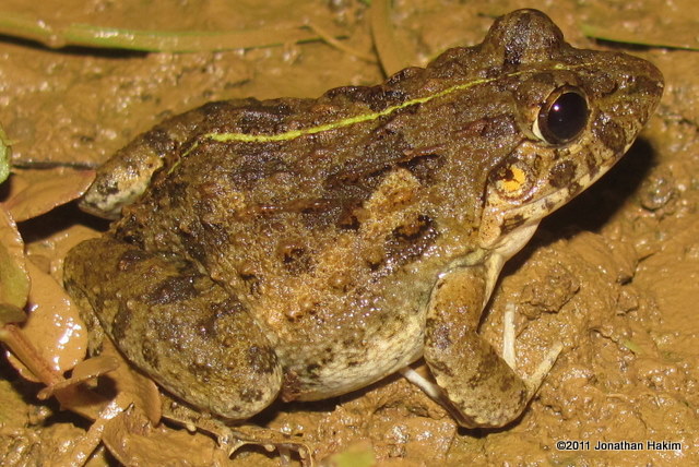 Asian Grass Frog Fejervarya limnocharis