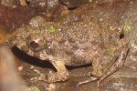 Asian Grass Frog Fejervarya limnocharis juvenile