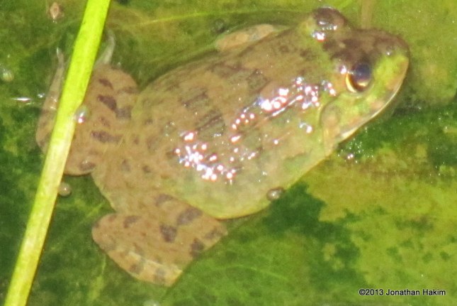 Chinese Edible Frog American Bullfrog Hoplobatrachus rugulosus Lithobates catesbeianus