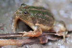 Pointed-tongued Floating Frog Occidozyga lima