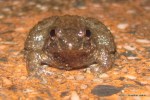 Round-tongued Floating Frog Occidozyga martensii