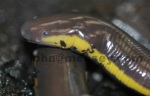 Yellow-striped Caecilian Ichthyophis kohtaoensis head