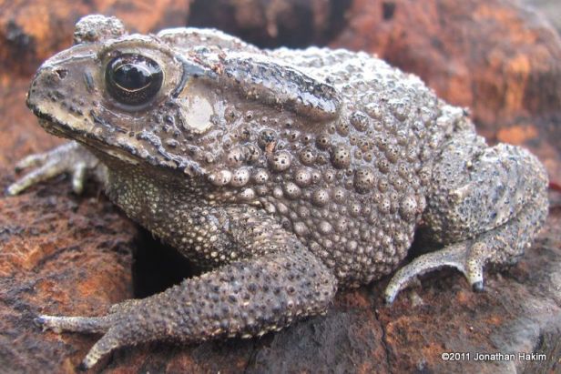Common Indian Toad Duttaphrynus melanostictus