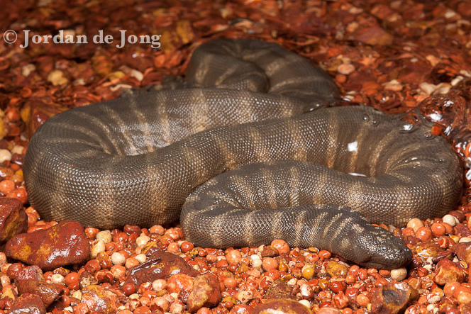 Jordan de Jong little file snake Acrochordus granulatus งูผาขี้ริ้ว Ngu Pa-ki-reu