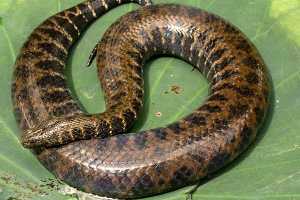 Jagor’s Water Snake Enhydris jargorii from last known remaining population daryl karnes