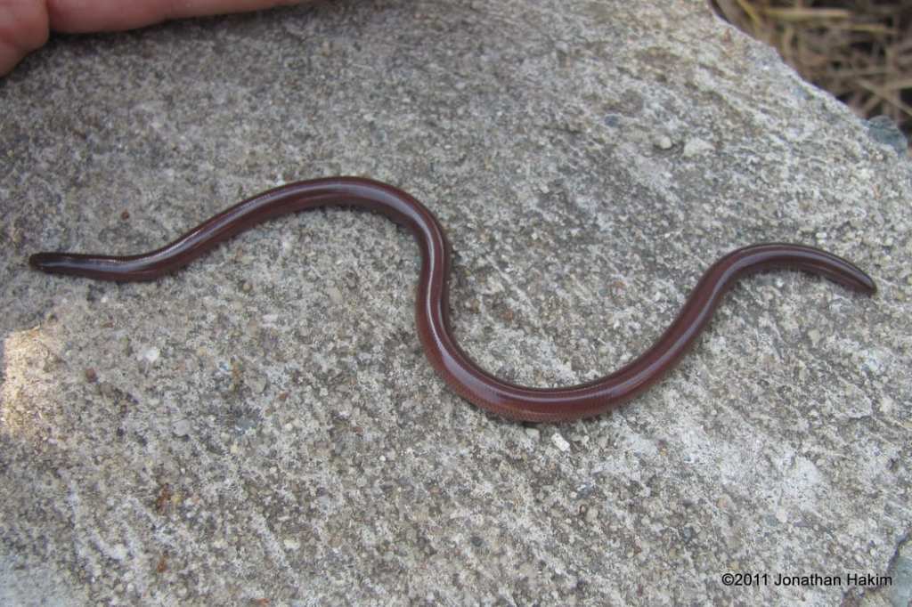 Brahminy Blind Snake Indotyphlops braminus Pra Phadong (2)