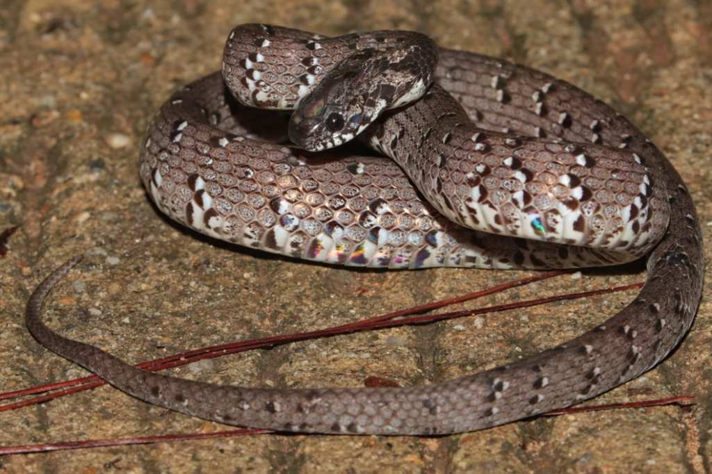 Spotted slug snake Pareas macularius Doi Inthanon National Park thailand