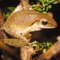 identifying frogs in bangkok
