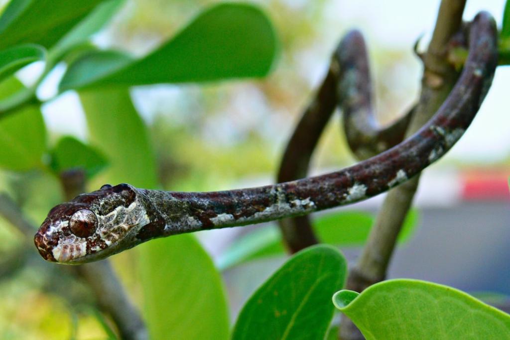 Blunt-headed Slug Snake Blunthead Tree Snake aplopeltura boa thailand Nakhon Si Thammarat